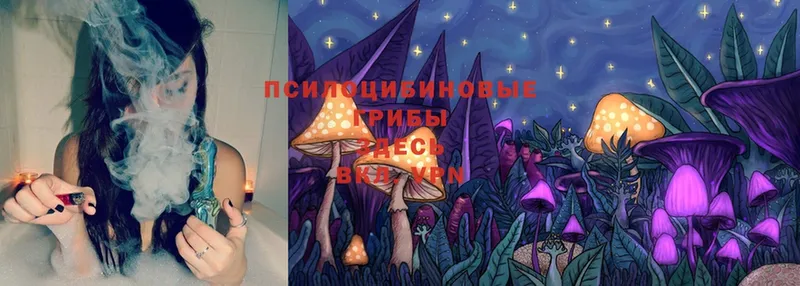 как найти закладки  Серпухов  Псилоцибиновые грибы Cubensis 